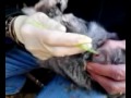 huge rabbit cyst