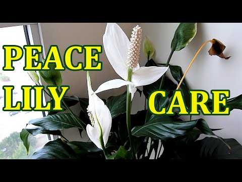 how to fertilize peace lily