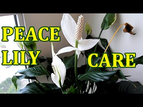 how to plant a spathiphyllum