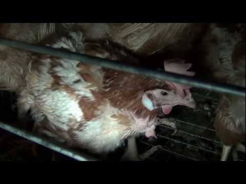 See video