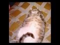 ANIMALES OBESOS