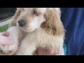 Introducing BABY DINO!  The cocker puppy who needs a home!