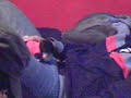 Hapy hamster