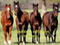 OPERACIÓN EQUUS_0001.wmv