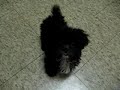 Moose the shih poo