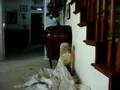 Somali and Turkish Angora Cats in the morning