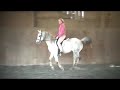 Arabian Horse: Mats Magic Rijl