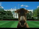 bush-fool-me-once.html