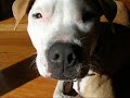 staffy staffy