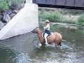 First trail ride for Nasdaq horse - day 8 under saddle