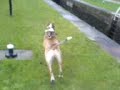 my dog tyson on canal doin his benny