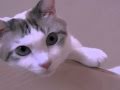 くるねこ大和 白どぇん、どぇんどぇん