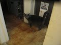 Ari Going Up the Stairs