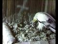 2009 Egyptian vulture project - Pullus di 5 giorni