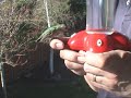 Ever have a hummingbird on your finger?