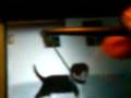 videos de Nintendogs