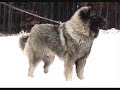 ILLYRIANS SHEEP DOG