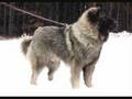 ILLYRIANS SHEEP DOG