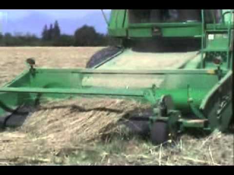 how to harvest grass seeds