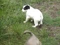 Crazy Youtube Dog & Puppies Video- Puppies Playing in Mud