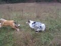 Oberon helps Kodi by Herding Playful Puppy Out Of The Way