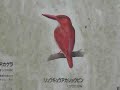Bird song Subtropical Amami Japan 奄美湯湾岳　...