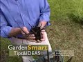 Wayside Gardens Gardening Tips - Black Plants