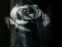 *Evanescence Tourniquet* GothicRock