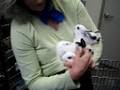 Mama Bunny and Babies Need Rescue
