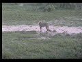 cheetahs-at-nkorho-pan-jan-6-2007.html