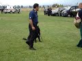 Military Working Dogs