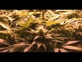 grow box