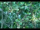 Animals in My Back Yard
