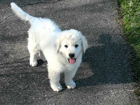kuvasz puppies for sale adorable kuvasz puppies for sale now 20 dogs puppies for sale kuvasz puppies for sale adorable kuvasz puppies for sale now 20 dogs puppies for sale