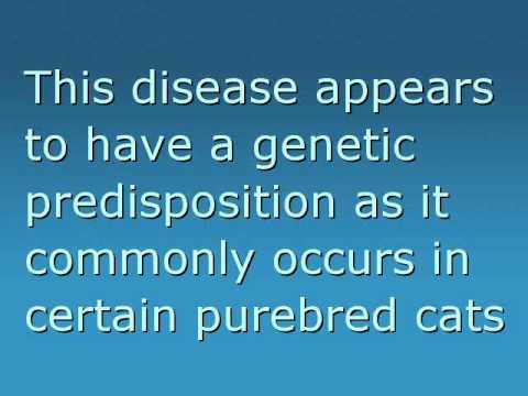 how to cure gingivitis in cats