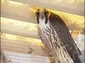 videos de Arctic Peregrine Falcon -- Rescued and Set Free