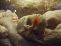naked mole rat