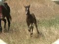 Mystic Victory-Black Arabian colt (Mystic Jamaal x My Raven)