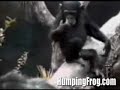 Vid�o Gag