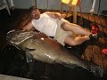 Giant Grouper In Malaysia Spratly Island