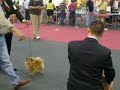 Exposicion-Internacional-Canina-Las-Palmas-07