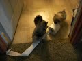 my pechochos puppies
