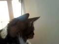 Gibbering Kitten