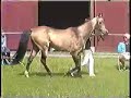 KaraKum Akhal-Tekes - Almaz KaraKum Akhal-Tekes - Almaz