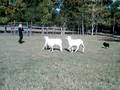 videos de Star Border Collie Herding Sheep