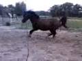 longeren(ll')