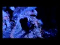 Dimitris Mpasis - Spasmeno karavi