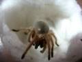 Grammostola rosea RCF