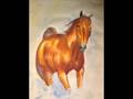 My hOrSe PictuReS