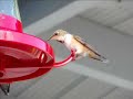 Canada Bird Watching In British Columbia Canada Bird Watching In British Columbia